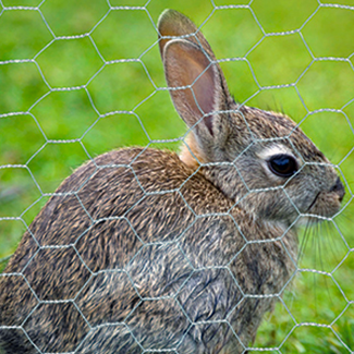 Clôture hexagonale pour lapin