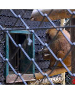 Clôture à mailles losangées avec revêtement en PVC