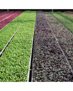 Substrat biodégradable