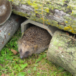 Wildlife Protection Systems