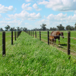 Horse Wire Fencing
