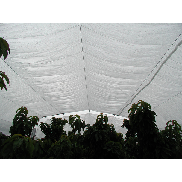 Cherry Tree Protection Netting
