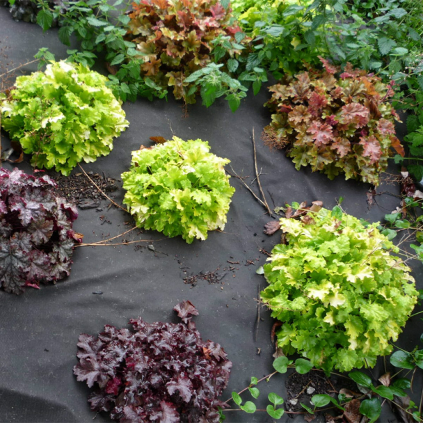 Biodegradable Weed Control Membrane