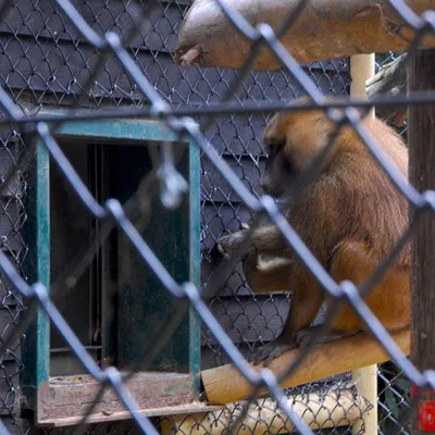 Clôture grillagée en PVC Clôture grillagée en PVC