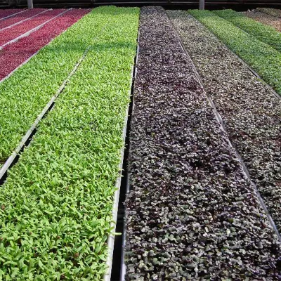 Substrat Biodégradable pour Hydroponie Substrat Biodégradable pour Hydroponie